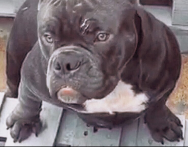 gumtree american bully